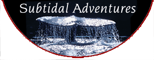 Subtidal Adventures logo: Whale tails breaking water, dark background, white text.