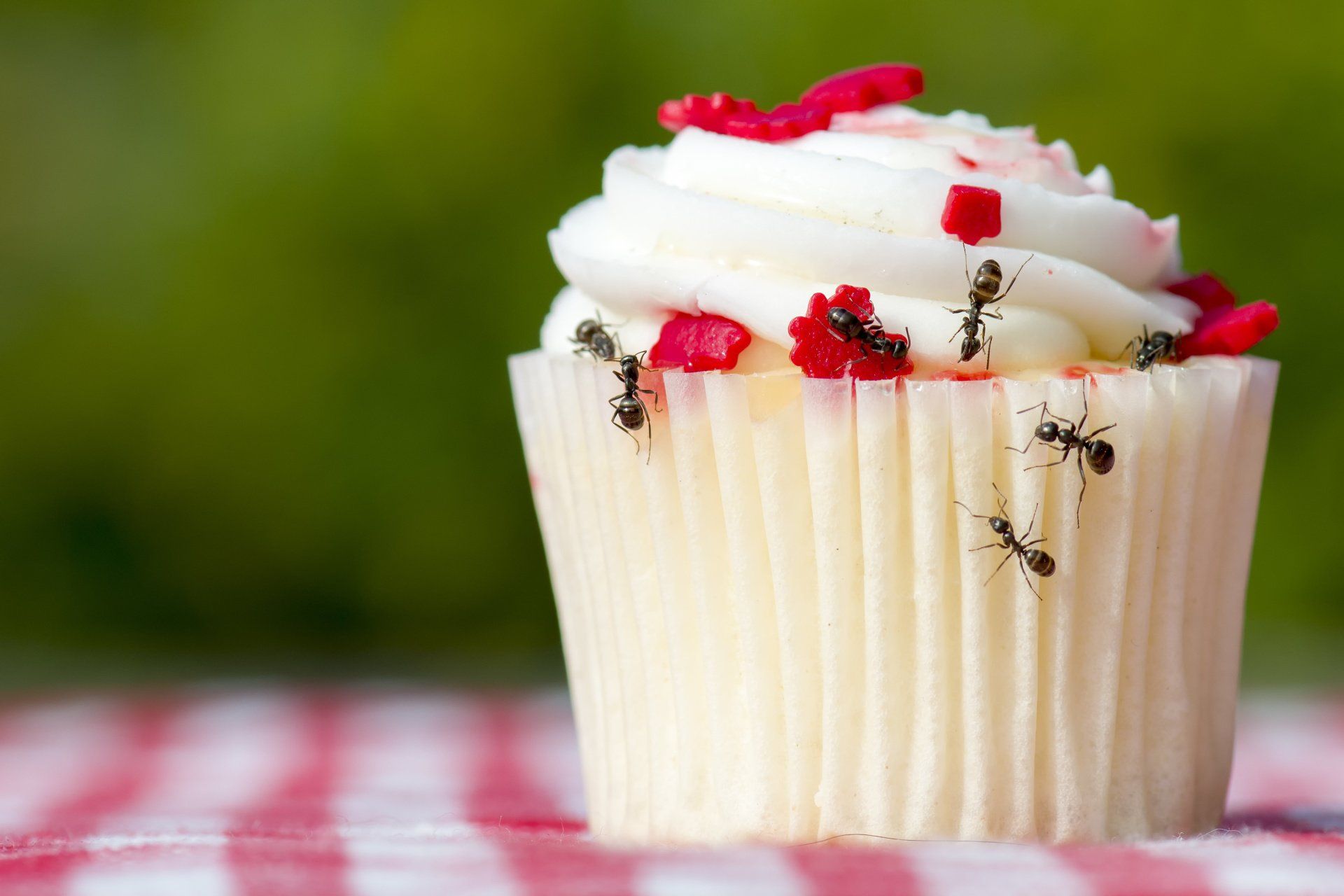 Residential ant control