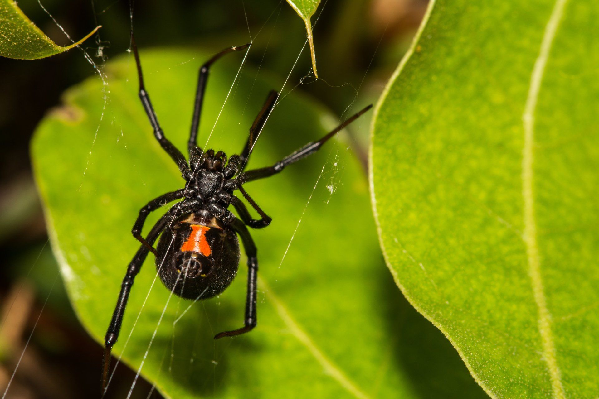 Residential spider control