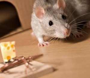 Mouse near the trap
