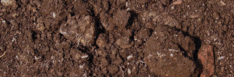 Mold and moisture