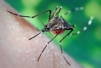 Mosquito biting a skin