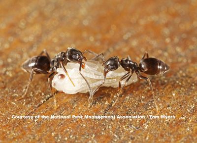 Ants