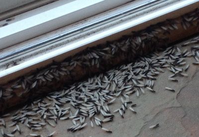 Termites
