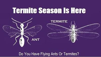 Illustration of Ant and Termite