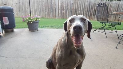 Dog in the yard
