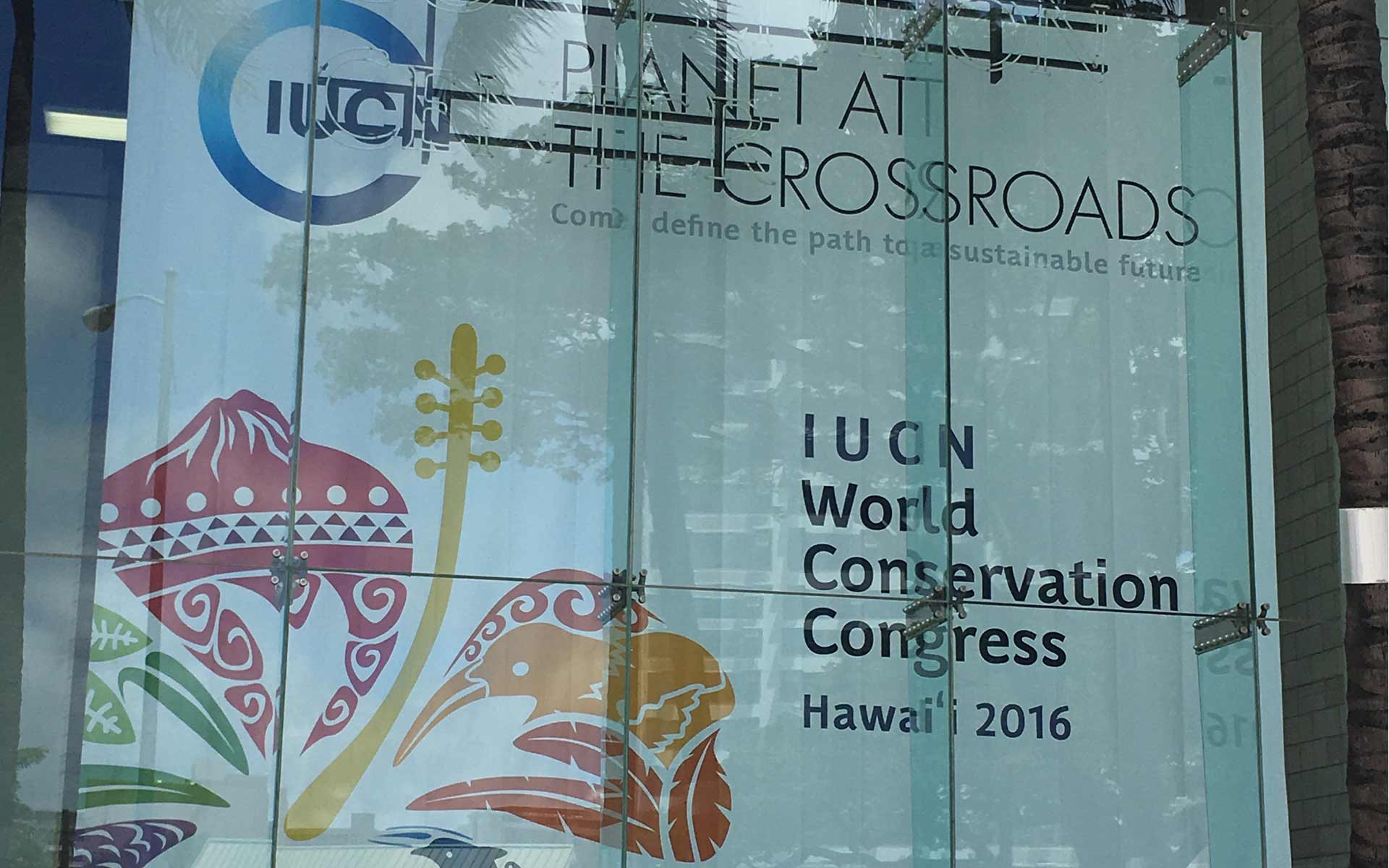 window graphics