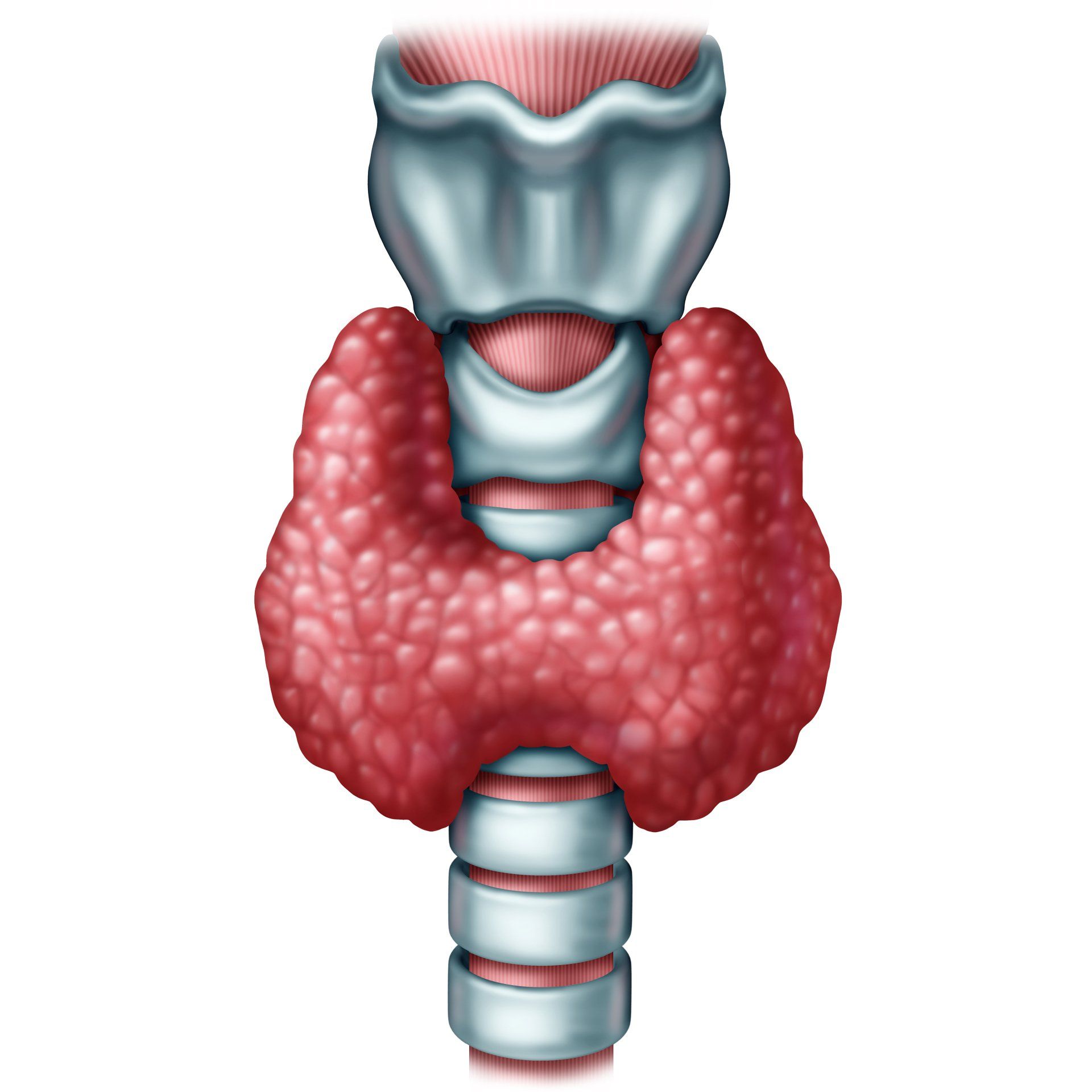 Thyroid Gland thyroflex-test-thyroid-gland