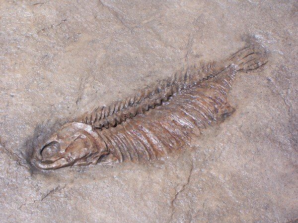 A fossil of a fish is carved into a rock.