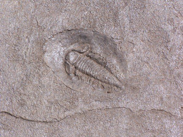 A close up of a fossil of a trilobite on a rock.
