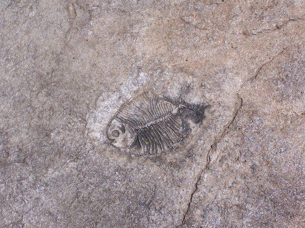 A fossil of a fish is on a rock.