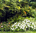 piante e fiori