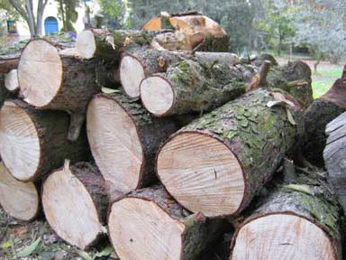 tronchi alberi tronchi alberi