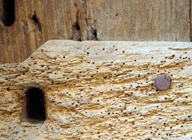 Wood treatments - Lowestoft, Suffolk - Erad Ltd - Woodworm