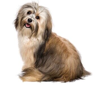 Happy Bichon Havanese Dog — Animal Hospital in Libertyville, IL Happy Bichon Havanese Dog — Animal Hospital in Libertyville, IL