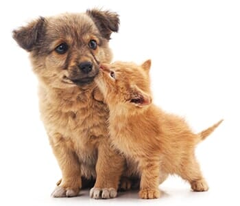 Puppy and Kitten — Animal Hospital in Libertyville, IL Puppy and Kitten — Animal Hospital in Libertyville, IL