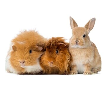 Dwarf Rabbit and Guinea Pigs — Animal Hospital in Libertyville, IL Dwarf Rabbit and Guinea Pigs — Animal Hospital in Libertyville, IL