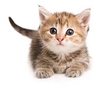 Adorable Kitten — Animal Hospital in Libertyville, IL Adorable Kitten — Animal Hospital in Libertyville, IL
