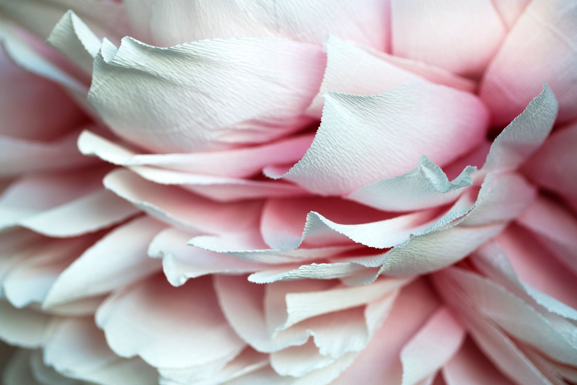 petali di fiori