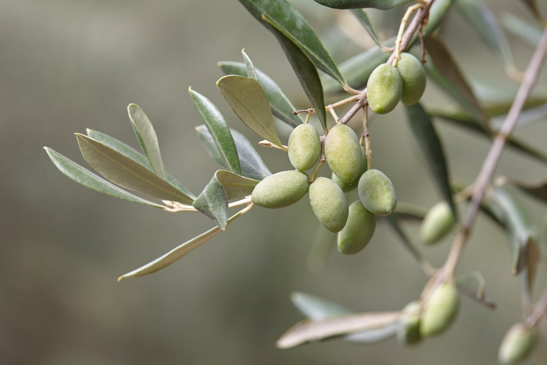 olive production