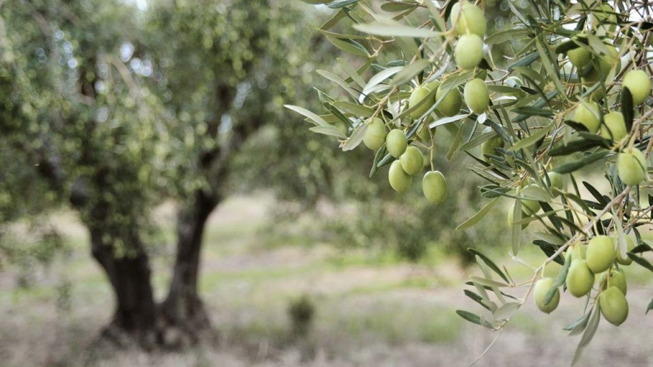our farm's olive production