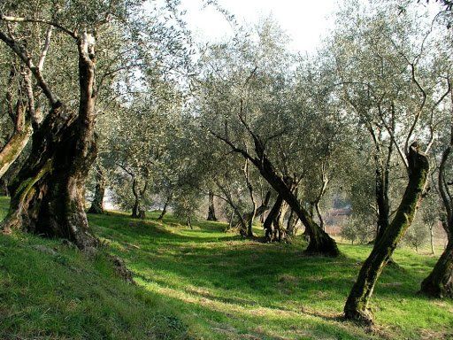 the company's olive groves