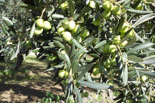 the company's olive groves