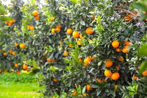 orange grove