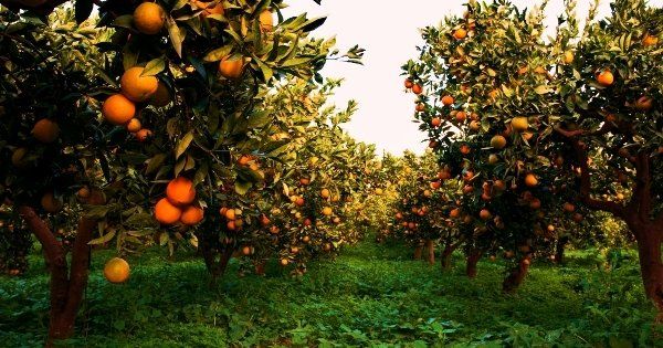 cultivation of oranges