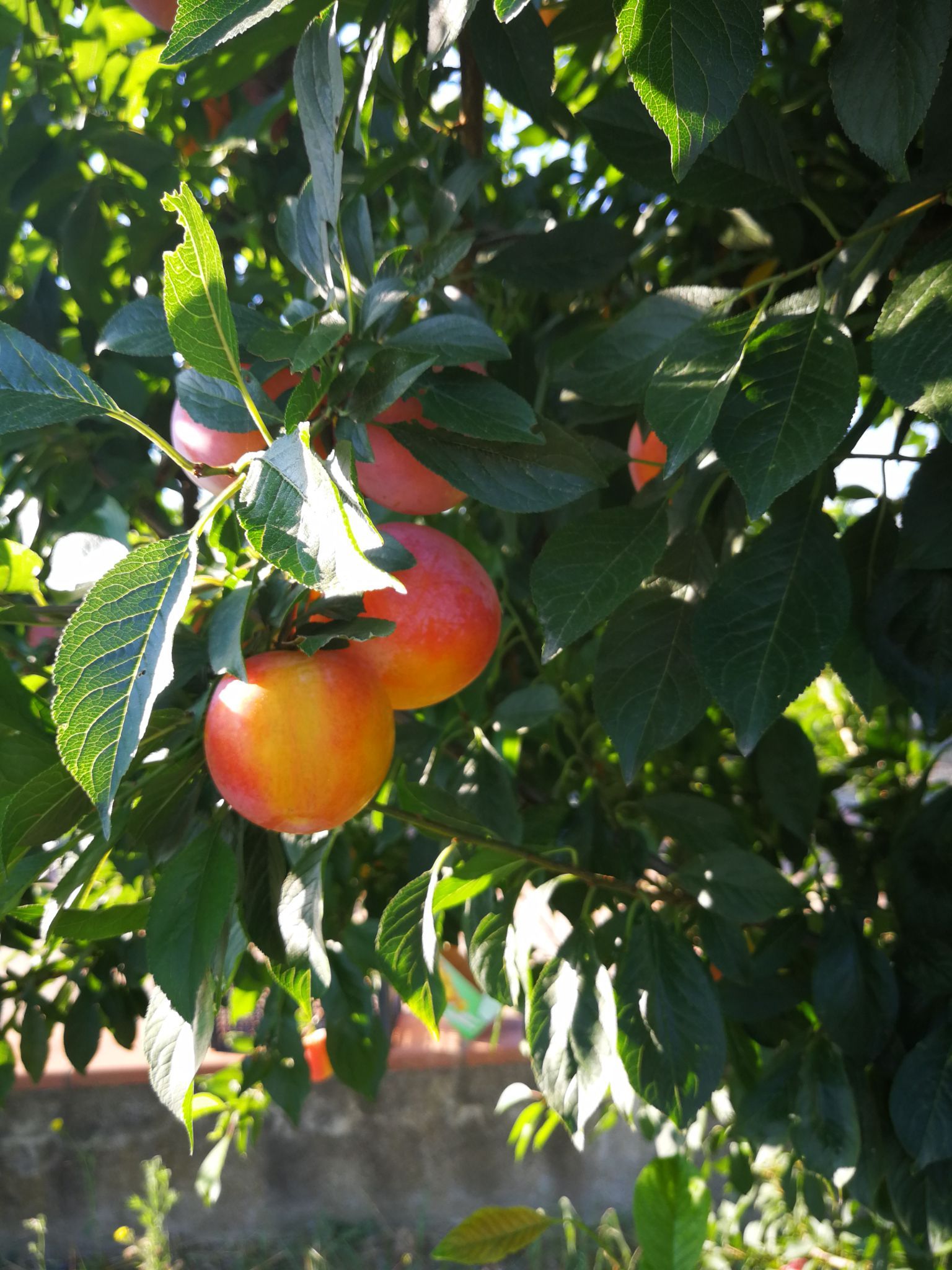 albero da frutto