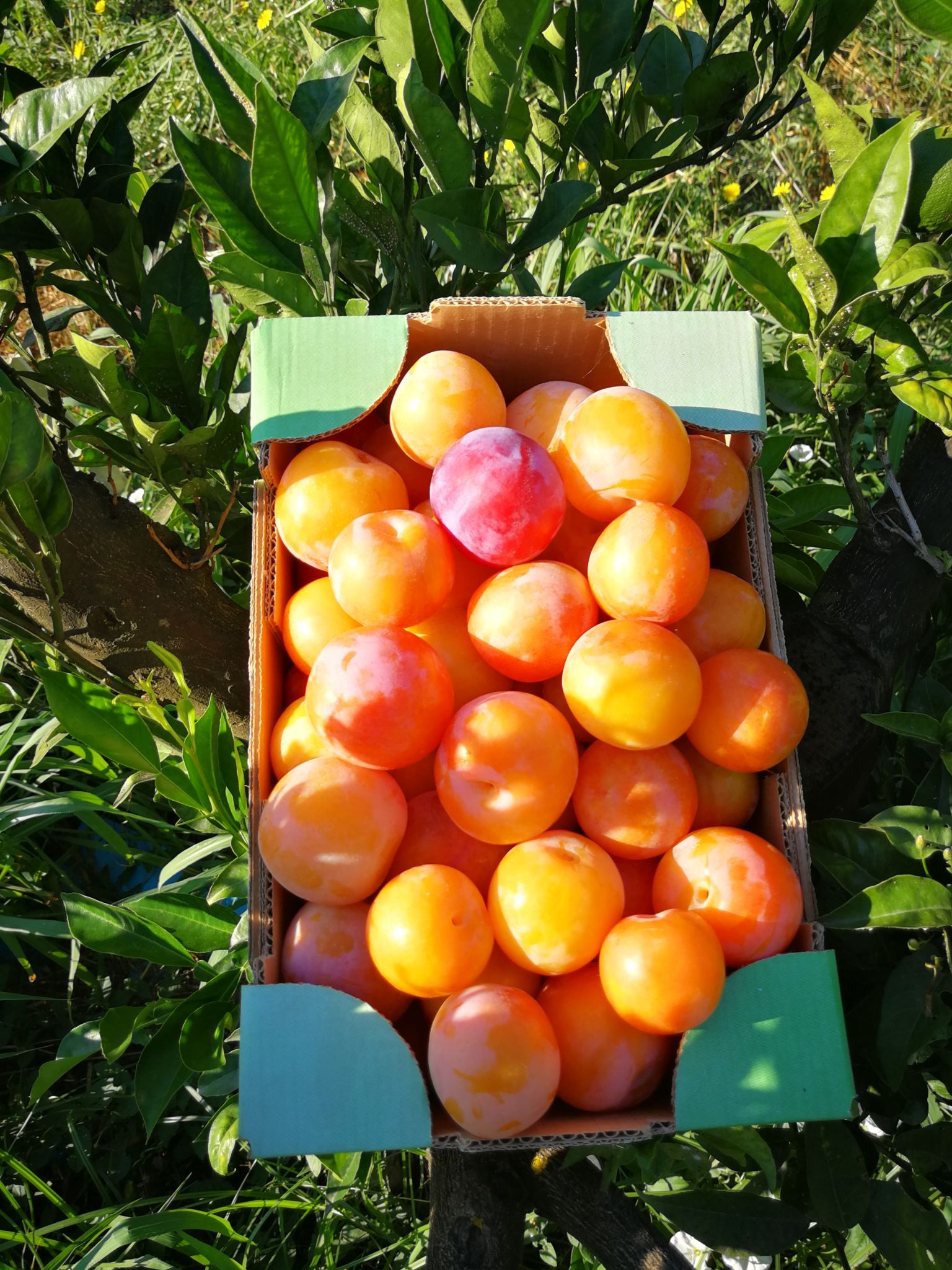 frutta di stagione