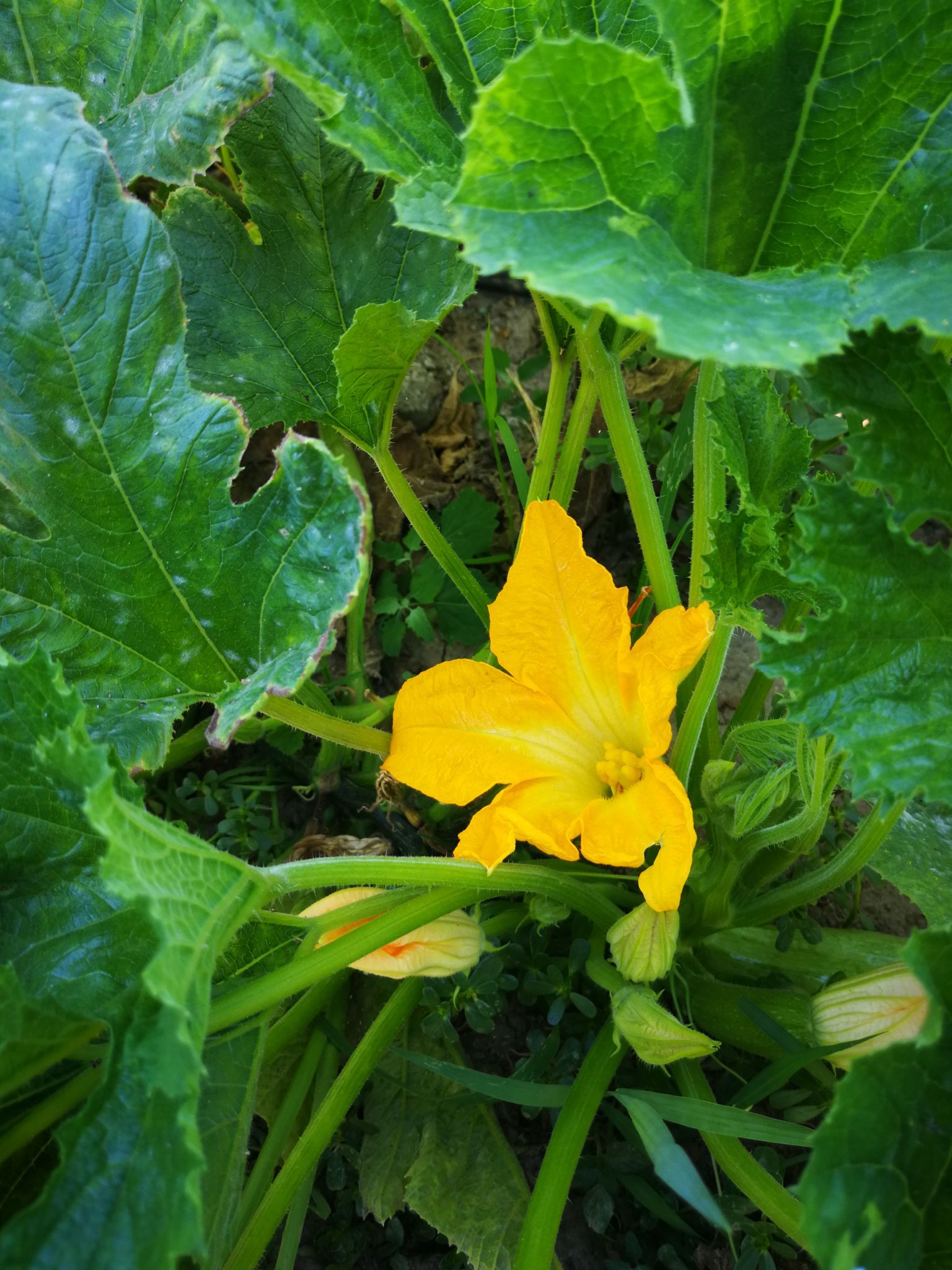 pianta di zucchine