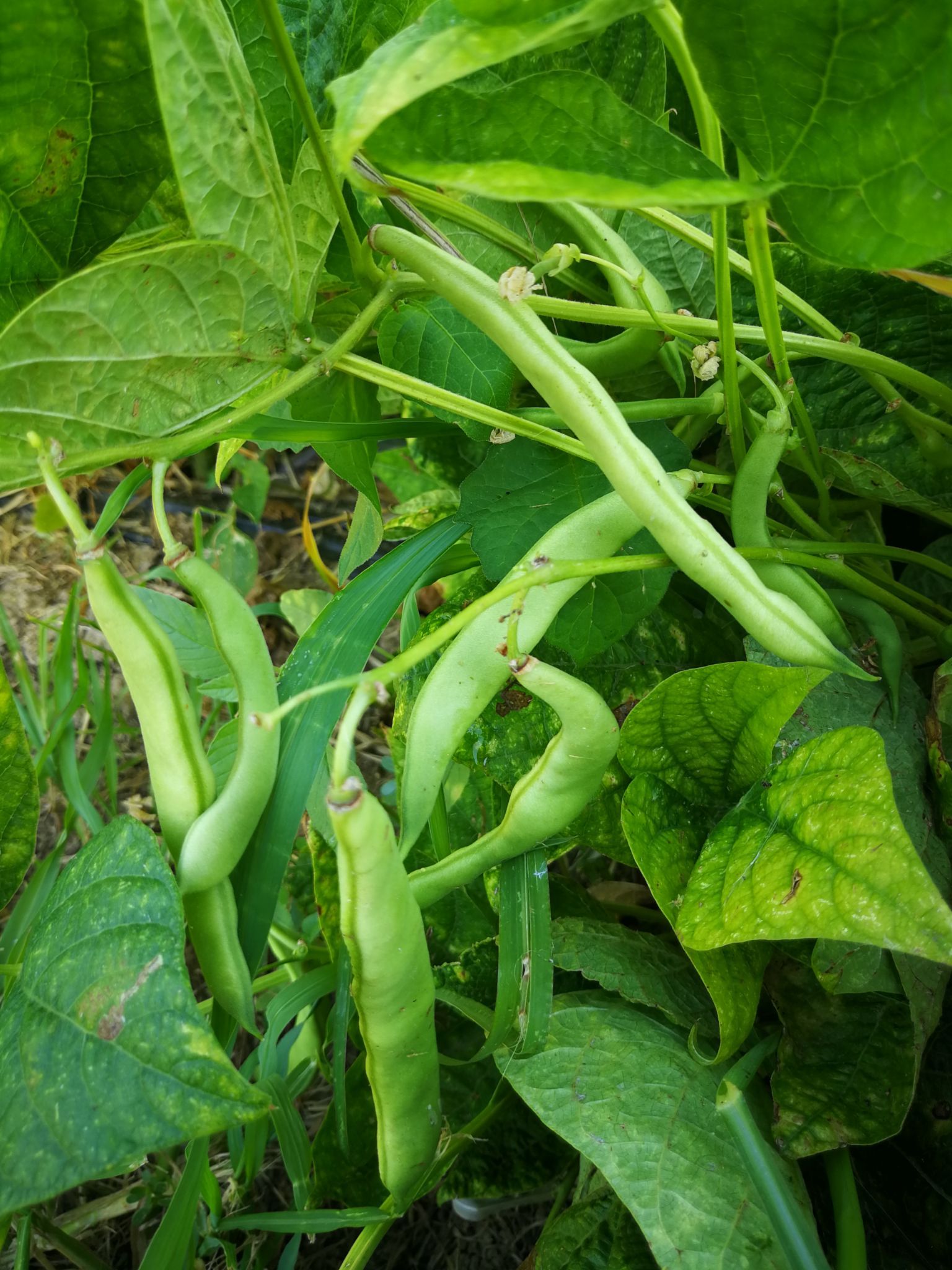 pianta di fagiolini