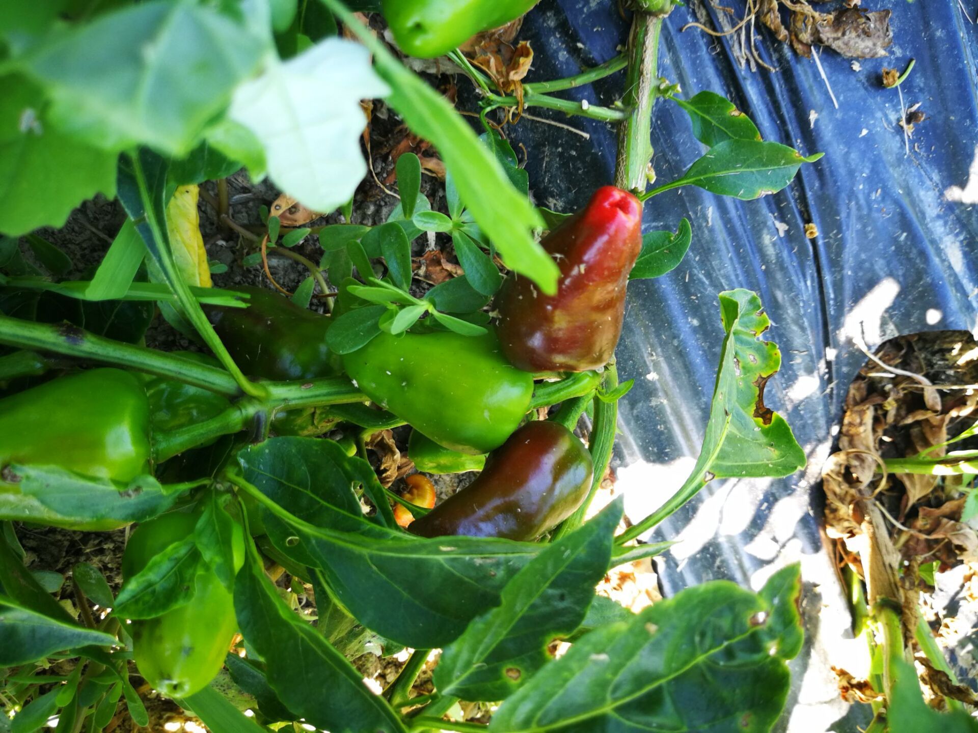 peperoncini