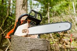 Stump — Tree pruning in Litchfield Park, AZ
