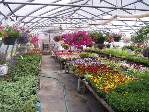 Late Spring - Greenhouse in Hudson, ME