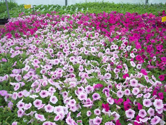 Wave Petunias - Flowers in Hudson, ME