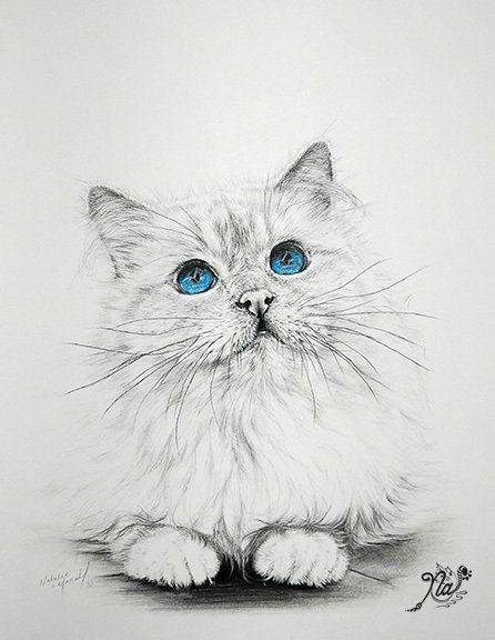 original cat art, original charcoal drawing of a birman cat, cat art, feline art, birman art, birman drawn with blue eyes, cat portrait, original charcoal drawing by award winning wildlife artist Natalie Mascall, artwork drawn by Natalie Mascall, Feline art by award winning feline artist, feline artist Natalie Mascall,
