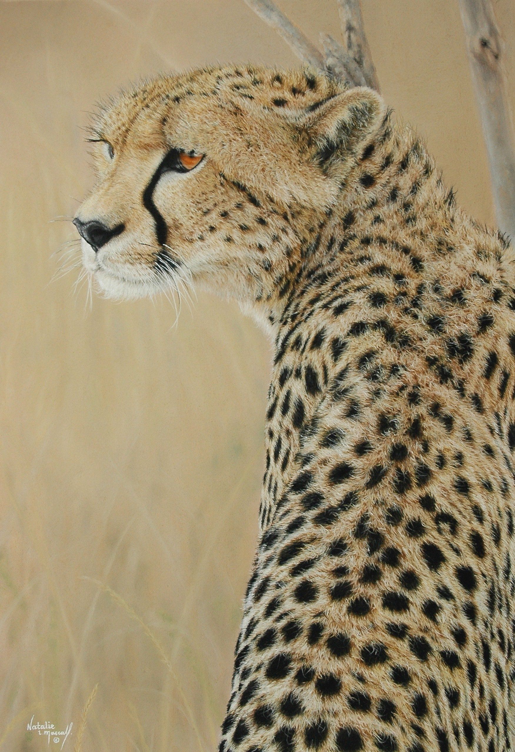 Cheetah drawing, Duma, Cheetah, big cats, cheetah in the mara, Duma, Chui, african leopard, leopard in nakuru, leopard drawn in its environment in pastel by Natalie Mascall, Lion, African Lion, portrait of a lion, Great grey owl, owl drawing in pastel, Christopher parson award, great ape, endangered species, chimpanzee, chimp portrait, drawing of a chimp in pastel,