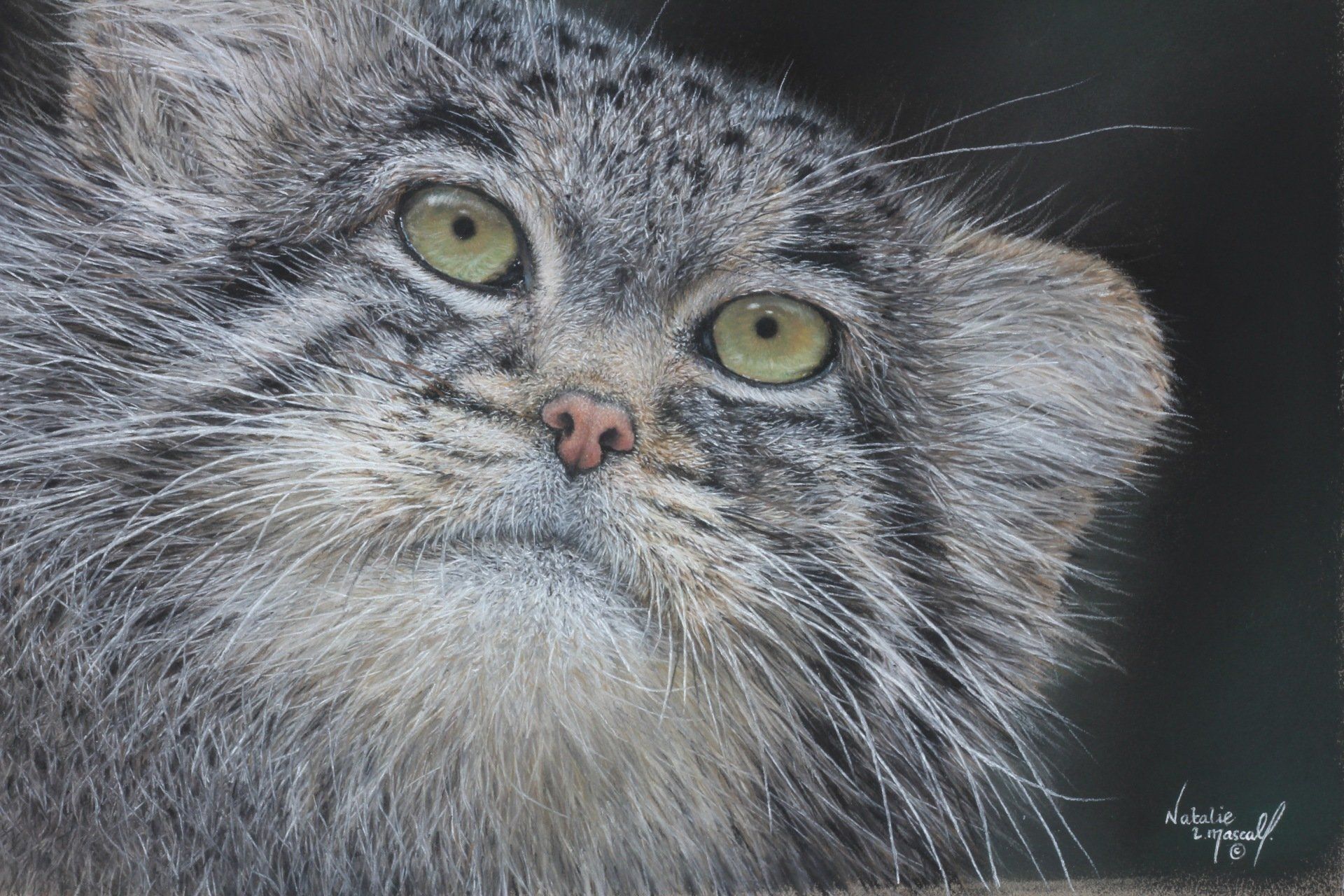 Pallas cat, pallas's cat drawn in pastel by Natalie Mascall. Wild cat, print of a pallas cat by Natalie Mascall, A commission of a lion drawn by Natalie Mascall, award winning wildlife artist. Pastel artist. A lion drawn in pastel by Natalie Mascall.