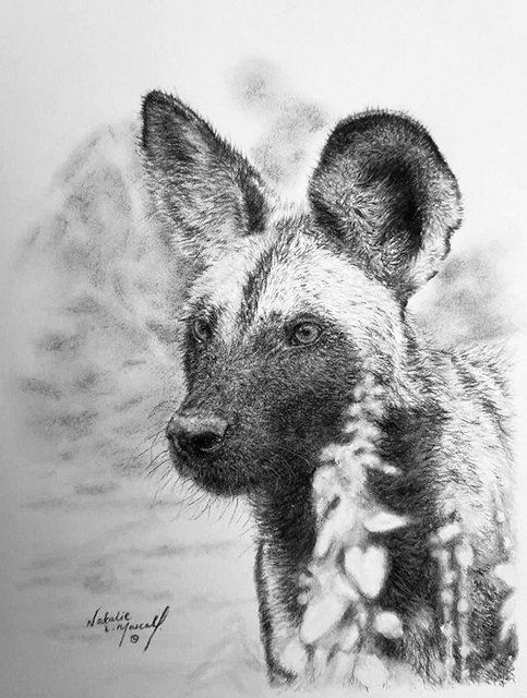 donation, sketch for survival, invitational collection, african wild dog, alert, charity,
