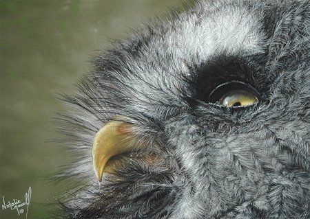 Great grey owl, owl drawing in pastel, Christopher parson award, great ape, endangered species, chimpanzee, chimp portrait, drawing of a chimp in pastel,