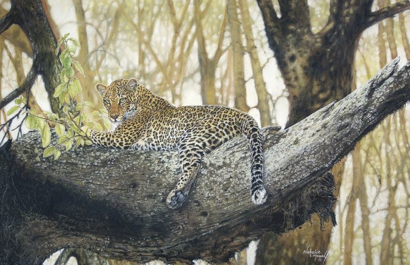 african leopard, leopard in tree, pastel, award winning, category winner, BBC wildlife artist of the year,