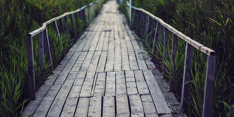 Weathered wooden boardwalk through tall marsh grass