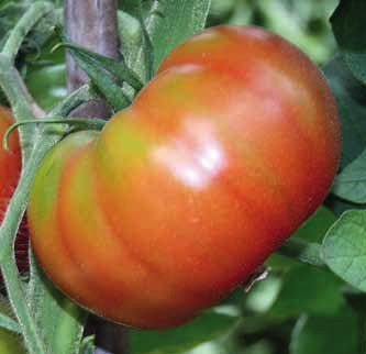 pomodoro saraceno f1
