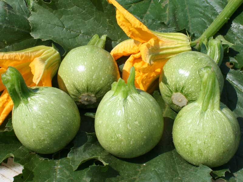 zucchino tondo geode f1