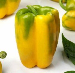peperone giallo velvet  f1