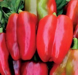 peperone grosso rosso sat 18051 f1