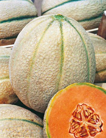 zucchino chiaro alessio f1