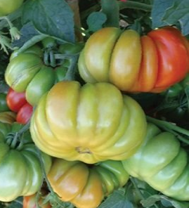 pomodoro costoluto successo f1